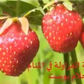 حلم الفراولة