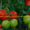 فوائد الطماطم